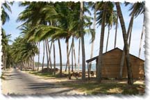 Swaying Coconut Palms on Mui Ne Cape